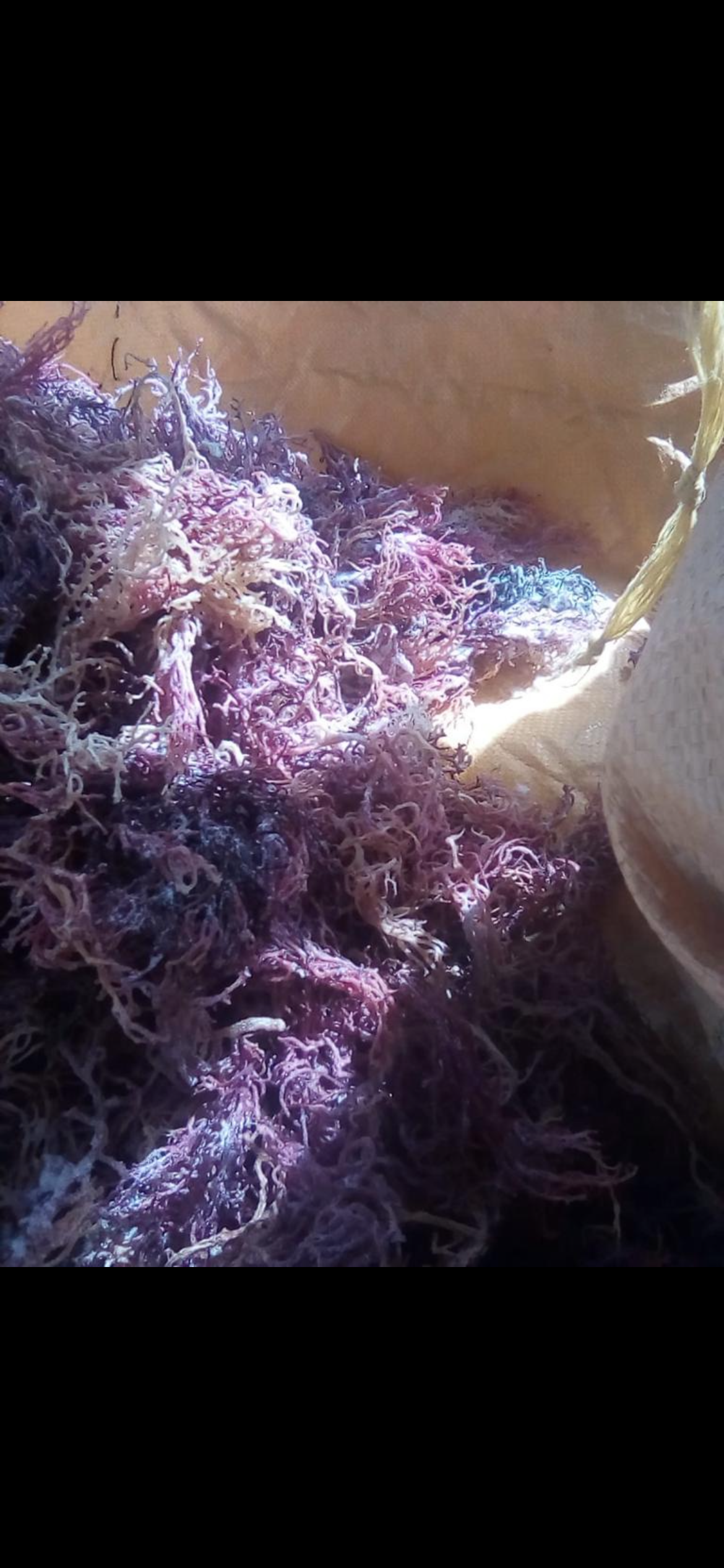 Organic & Wildcrafted Purple Seamoss (Genus Gracilaria)