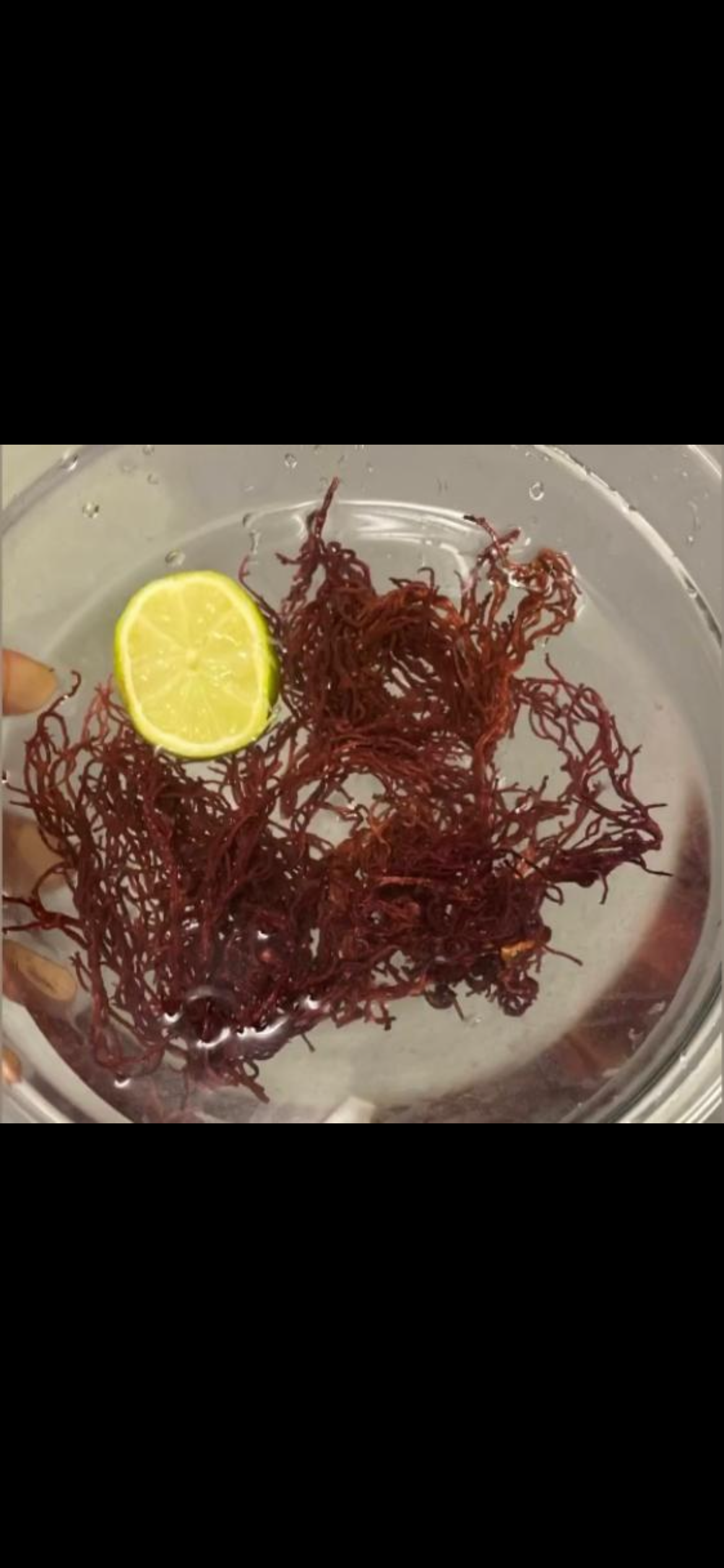 Organic & Wildcrafted Purple Seamoss (Genus Gracilaria)