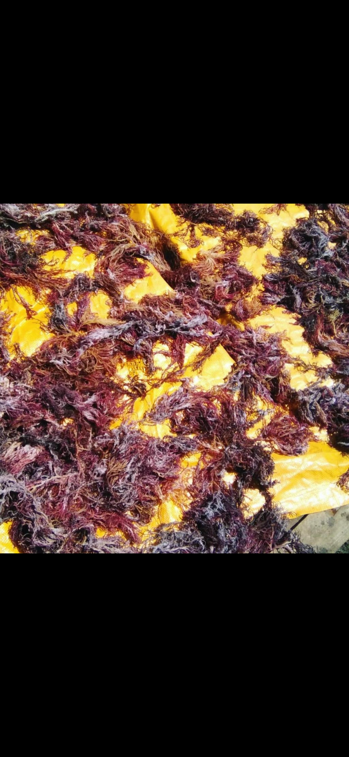 Organic & Wildcrafted Purple Seamoss (Genus Gracilaria)