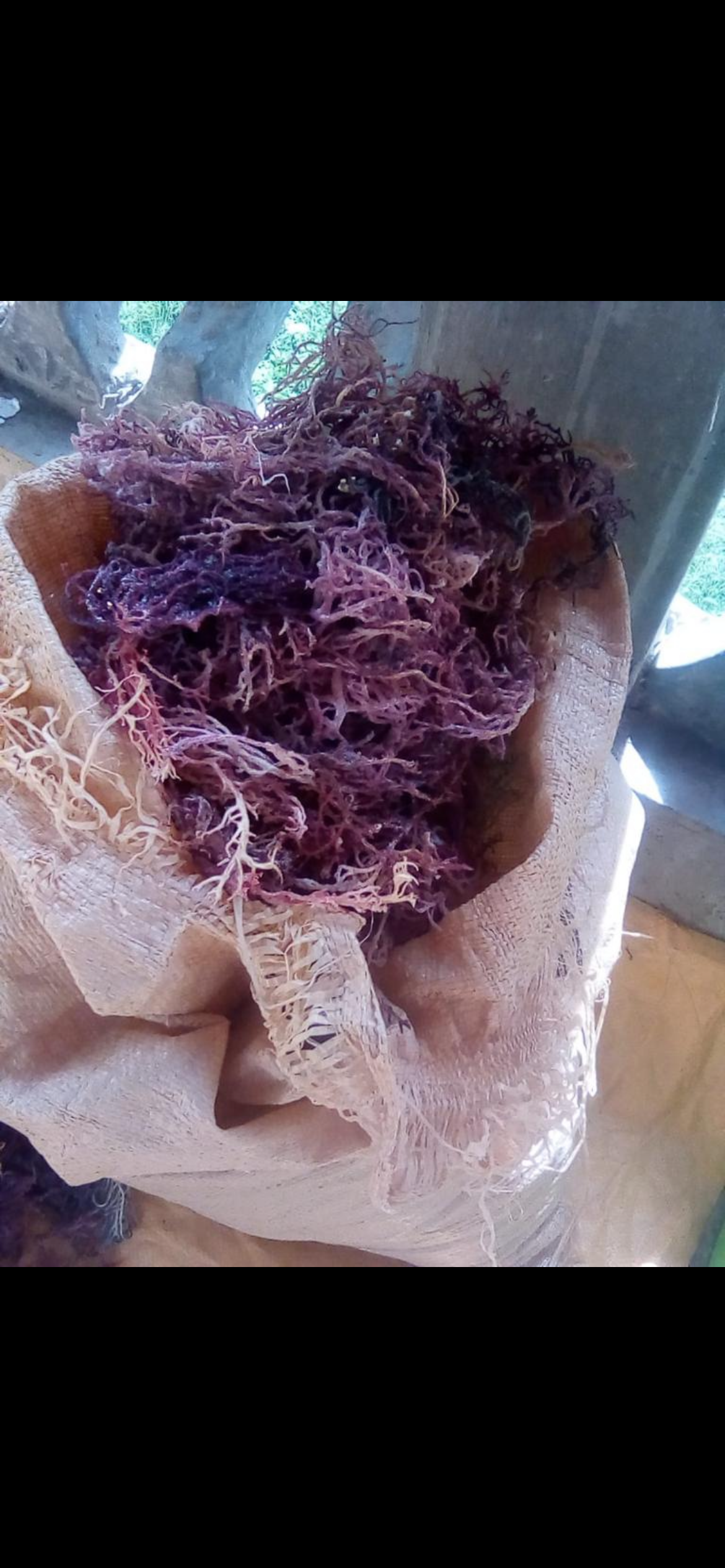 Organic & Wildcrafted Purple Seamoss (Genus Gracilaria)
