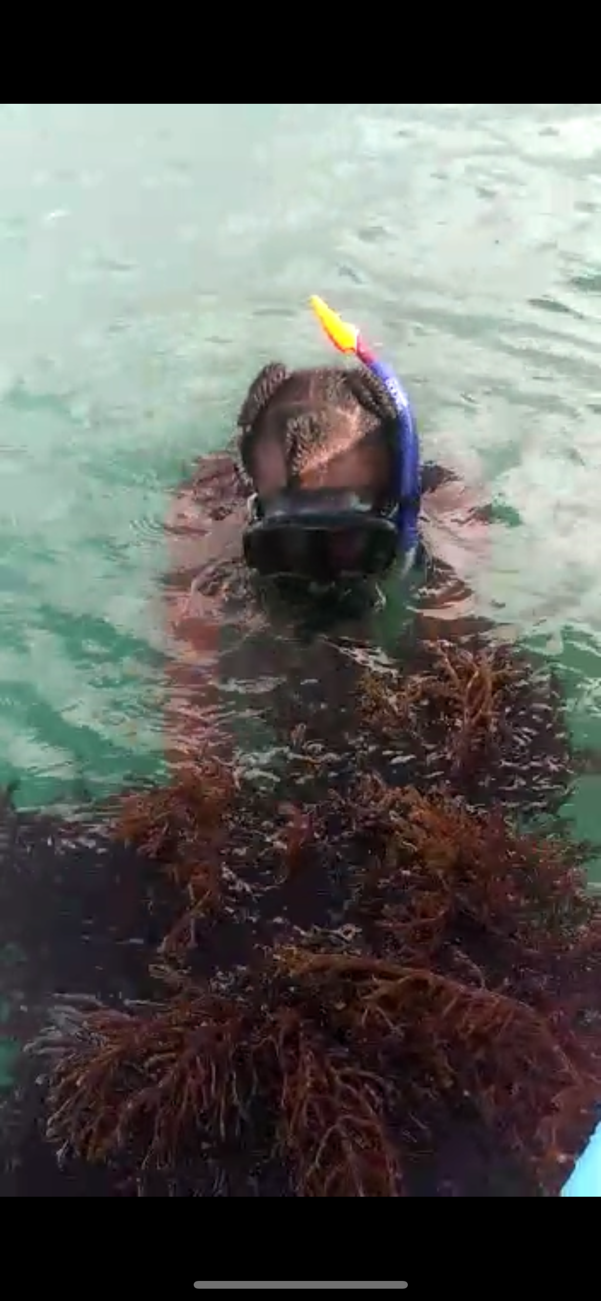 Organic & Wildcrafted Purple Seamoss (Genus Gracilaria)