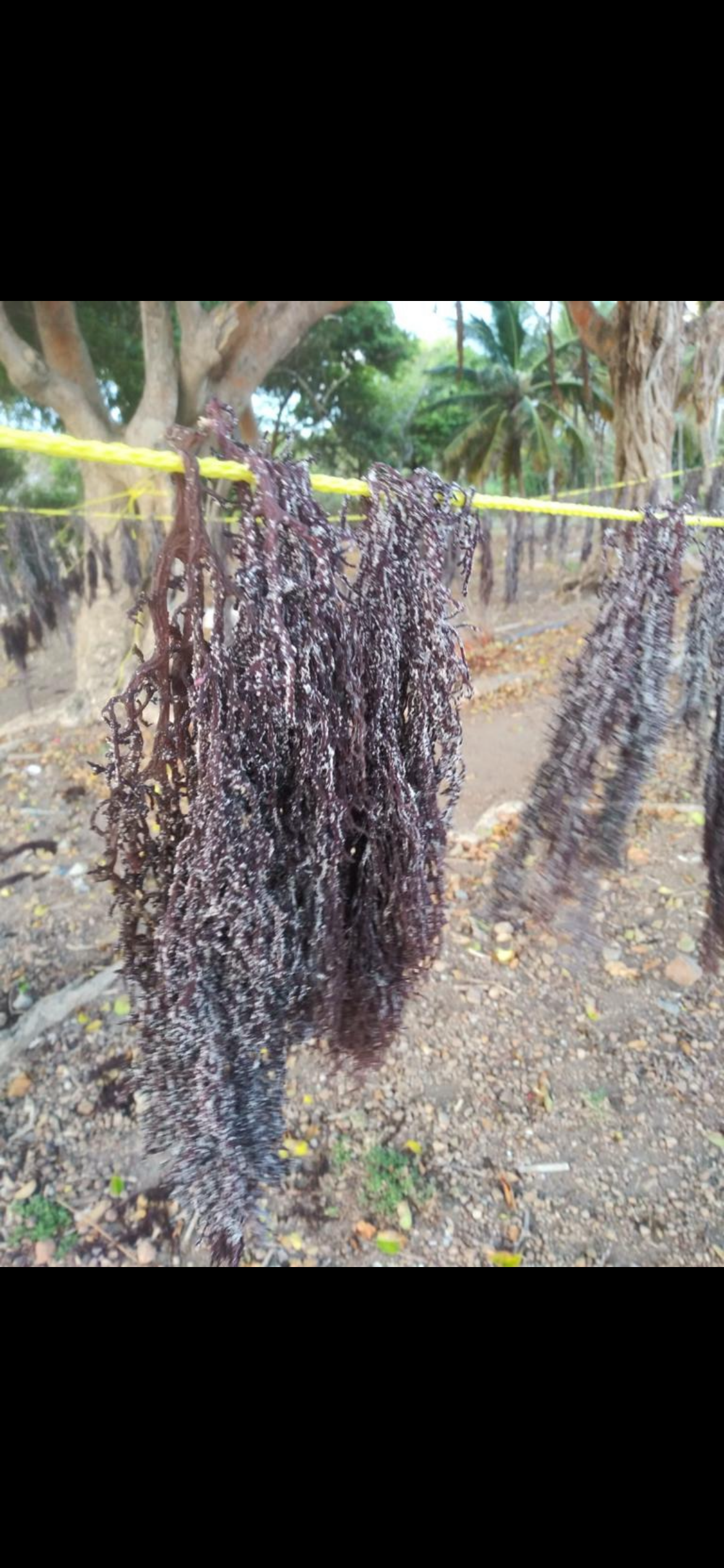 Organic & Wildcrafted Purple Seamoss (Genus Gracilaria)